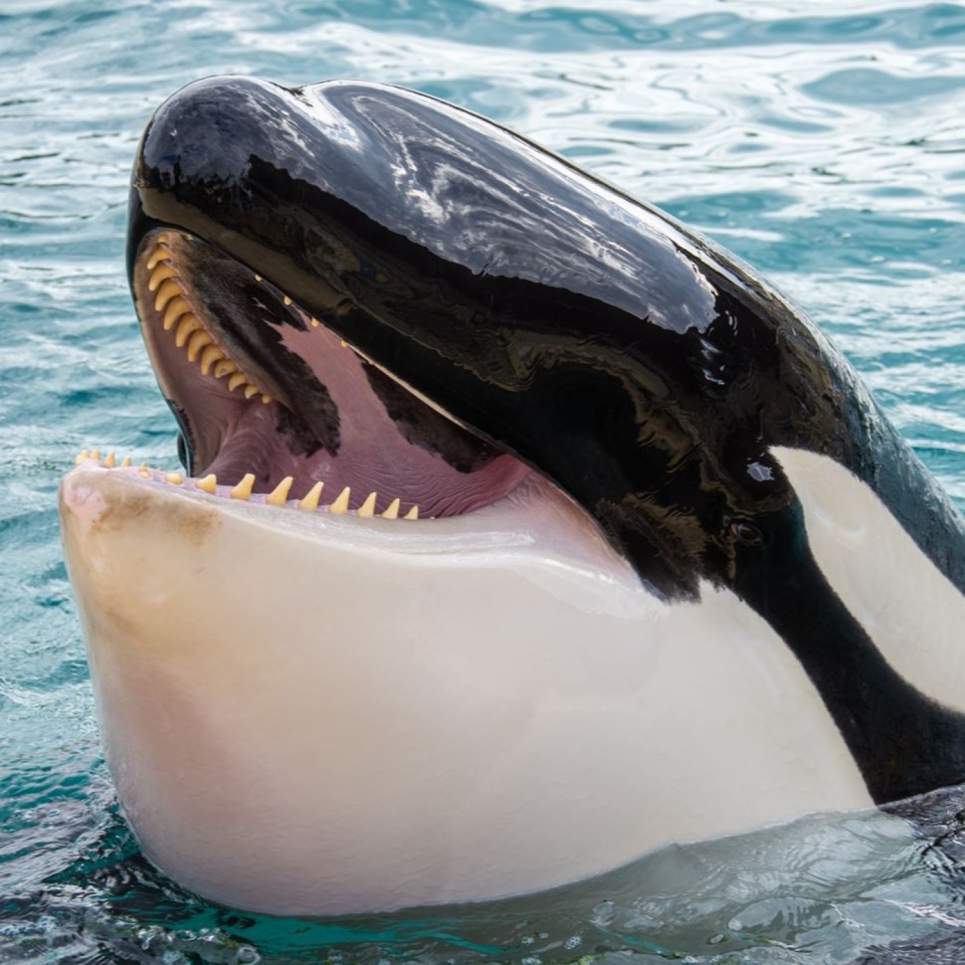 Une orque de Marineland Antibes décède brutalement